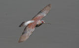 Speckled Pigeon - Guineaduif