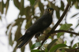 Grey Kestrel - Grijze Torenvalk