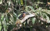 Giant Kingfisher- Afrikaanse Reuzenijsvogel