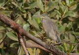 Striated Heron - Mangrovereiger
