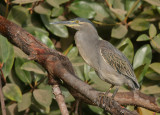 Striated Heron - Mangrovereiger