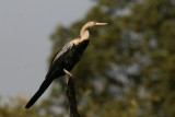 African Darter - Slangenhalsvogel