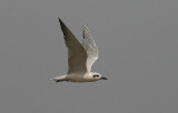 Gull-billed Tern - Lachstern