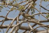 Western Bonelli's Warbler - Bergfluiter