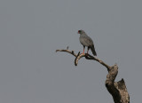 Dark Chanting Goshawk - Donkere Zanghavik