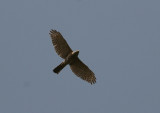 Shikra - Shikra