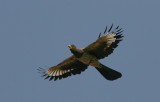 Western Grey Plaintain-eater - Grijze Bananeneter