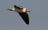 Grey-headed Gull - Grijskopmeeuw