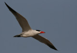 Caspian Tern - Reuzenstern