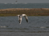 Leucistic Lesser Black-backed Gull - Leucistische Kleine Mantelmeeuw