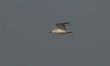 Sanderling - Drieteenstrandloper