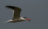Caspian Tern - Reuzenstern