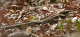 Long-tailed Nightjar - Mozambikaanse Nachtzwaluw