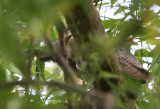 Northern White-faced Owl - Witwangdwergooruil