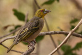 Village Weaver - Grote Textorwever