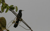 Black Scimitarbill - Zwarte Boomhop