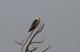 Black-shouldered Kite - Grijze Wouw