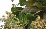 Yellow-fronted Canarys - Mozambiquesijsjes