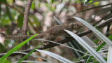 Ground Squirrel - Grond Eekhoorn