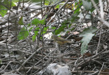 Sedge Warbler - Rietzanger