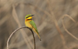 Little Bee-eater - Dwergbijeneter