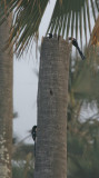 Green Wood-hoopoe - Groene Boomhop