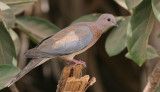 Laughing Dove - Palmtortel