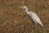 Cattle Egret - Koereiger