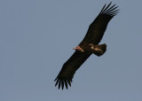 Hooded Vulture - Kapgier