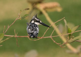 Pied Kingfisher - Bonte IJsvogel