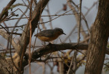 Northern Crombec - Senegalese Krombek
