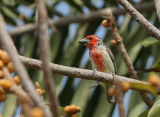 Vieillot's Barbet - Roodgele Baardvogel
