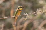 Little Bee-eater - Dwergbijeneter