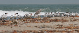 Beach - Strand