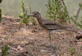 Senegal Thick-knee - Senegalese Griel