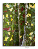 Lacebark Pine