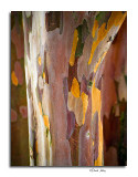 Stewartia Bark