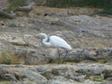 Another heron