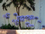 Agapanthus in Lower Templestowe, Melbourne