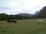 Miniature ponies:-)