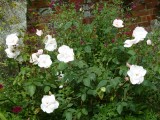 The Old Garden