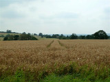 View (SW) from the Wilderness