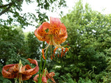 Splendid lily