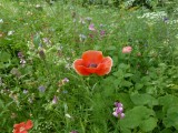 The Bulb Slope