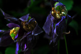 DSC_5075ppb.jpg