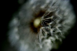 DSC_4977pb.jpg