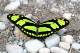 Philaethria dido