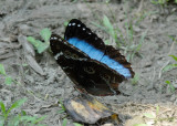 Butterfly Amazonia lodge