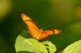 Eueides aliphera