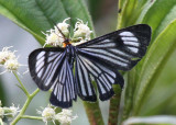 Butterfly San-Andres